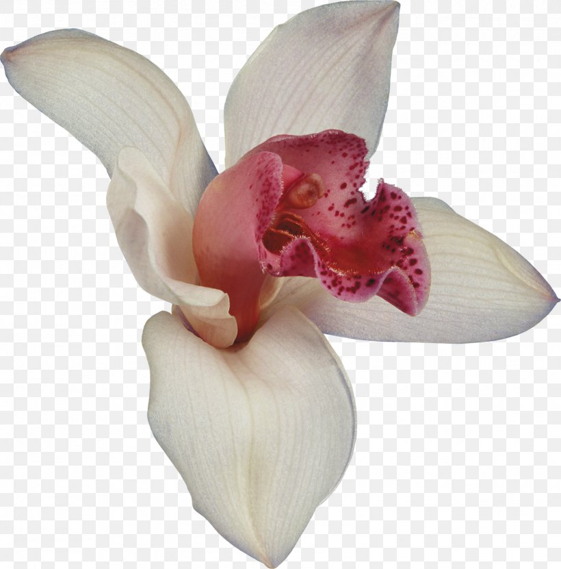 Orchids Flower Dendrobium Blog, PNG, 1577x1600px, Orchids, Blog, Cattleya, Cattleya Orchids, Color Download Free