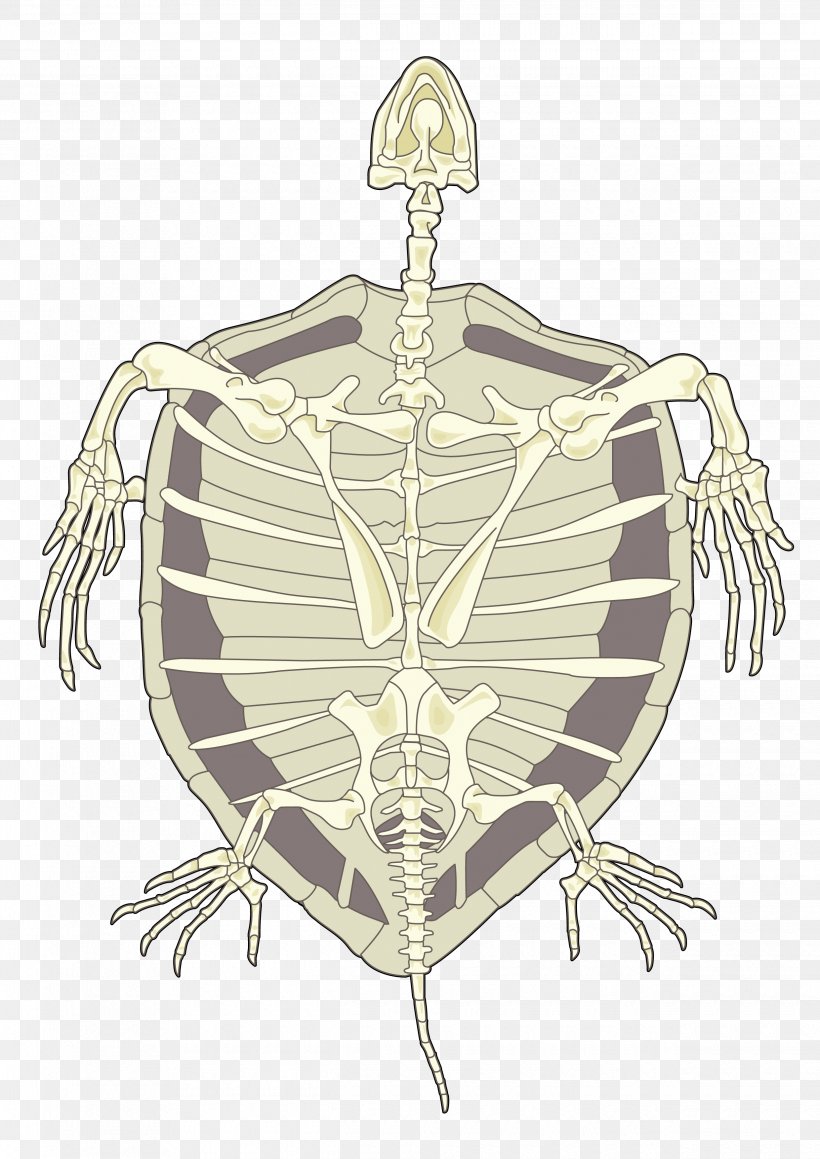 Tortoise Hawksbill Sea Turtle Human Skeleton, PNG, 2480x3508px, Tortoise, Area, Education, Fauna De Canarias, Hawksbill Sea Turtle Download Free