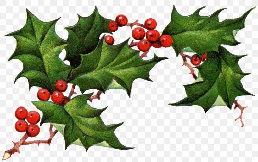 Common Holly Christmas Tree Clip Art, PNG, 1532x965px