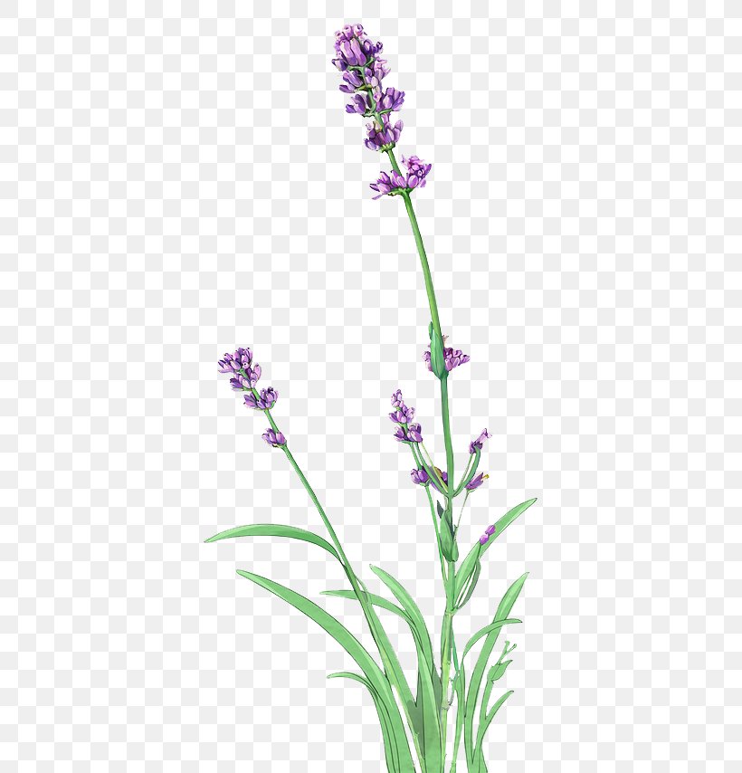 English Lavender Lossless Compression, PNG, 406x854px, English Lavender, Color, Common Sage, Data, Data Compression Download Free