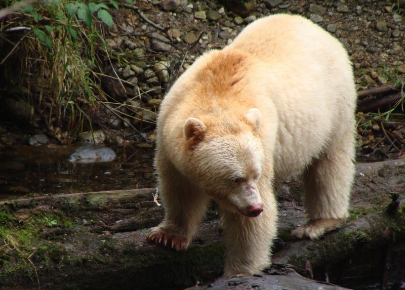 Great Bear Rainforest Kermode Bear Polar Bear Coyote, PNG, 1321x946px, Great Bear Rainforest, American Black Bear, Animal, Asian Black Bear, Bear Download Free