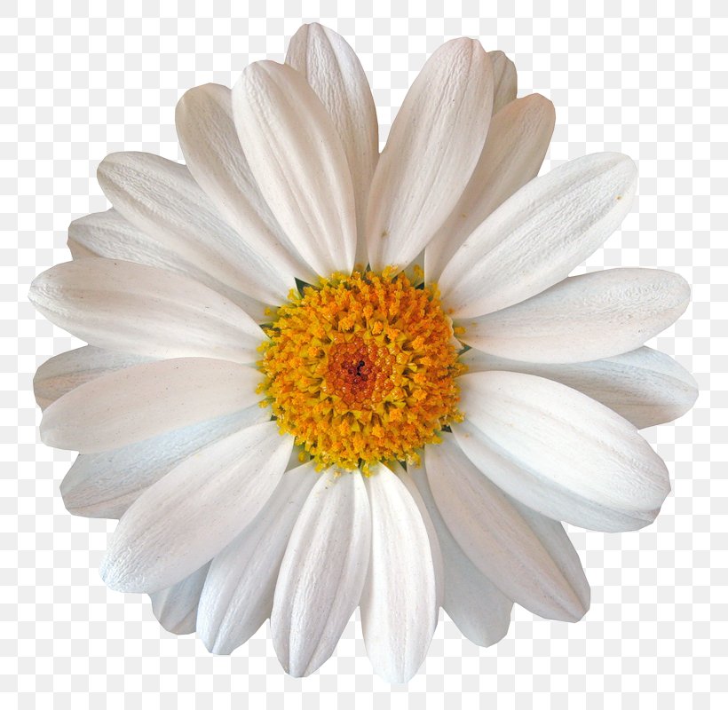 Margarita Machine Common Daisy Flower, PNG, 800x800px, Margarita, Aster, Bellis, Chrysanths, Common Daisy Download Free