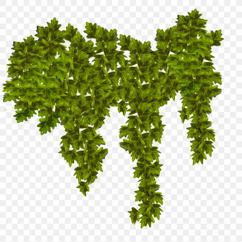Plant Common Ivy Vine, PNG, 1459x1463px, Plant, Climbing, Common Ivy, Grass, Herb Download Free