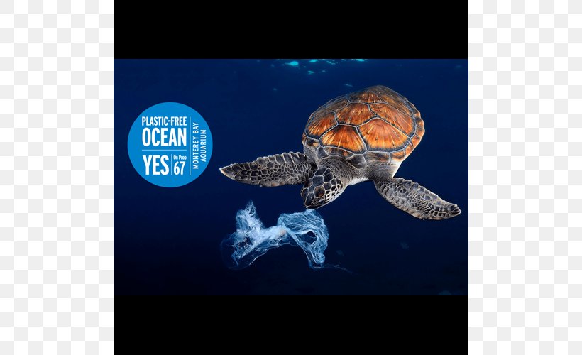 Plastic Bag Sea Turtle Jellyfish, PNG, 500x500px, Plastic Bag, Box Turtle, Eating, Emydidae, Green Sea Turtle Download Free