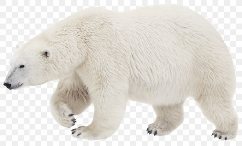Polar Bear Brown Bear Stock Photography Transparency, PNG, 2289x1386px, Polar Bear, Adaptation, Animal Figure, Arctic, Bear Download Free