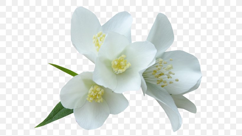 White Flower Color Clip Art, PNG, 600x462px, White, Auglis, Blossom, Color, Flower Download Free