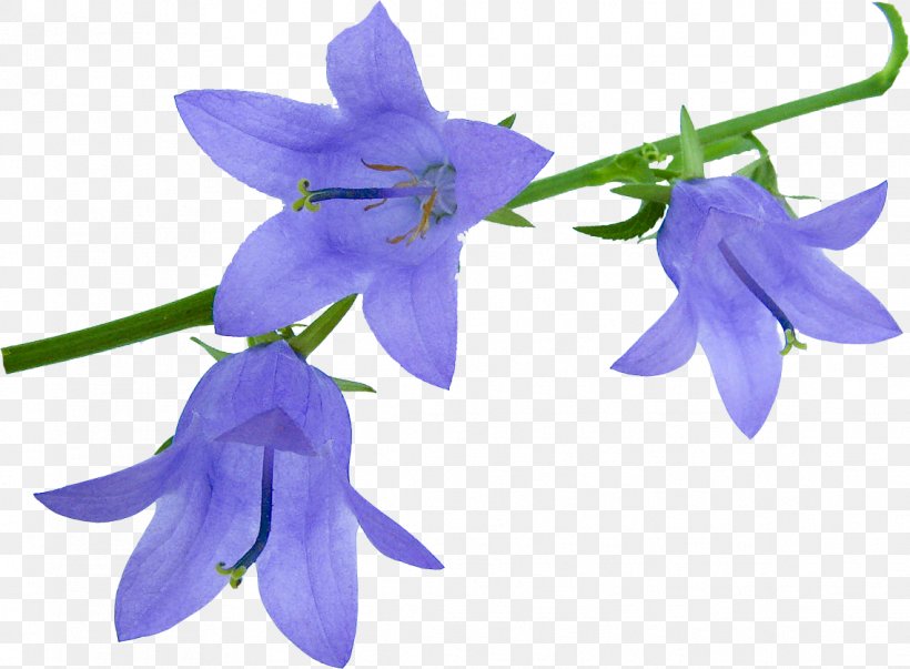 Harebell Flower Clip Art GIF, PNG, 1138x838px, Harebell, Bellflower, Bellflower Family, Bellflowers, Bluebells Download Free
