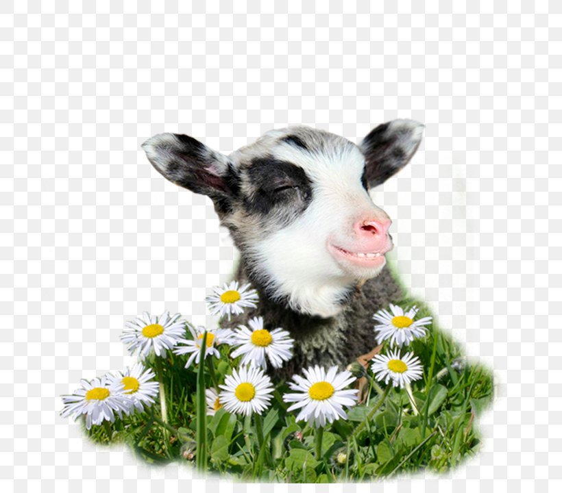 Finnsheep Goat Angora Wool Yarn, PNG, 700x720px, Finnsheep, Angora Rabbit, Angora Wool, Color, Cow Goat Family Download Free