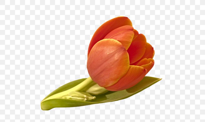 Tulip Flower Orange Red Yellow, PNG, 532x490px, Tulip, Color, Cut Flowers, Flower, Flower Bouquet Download Free