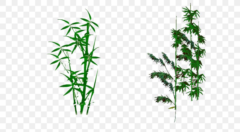 Bambusodae Zongzi, PNG, 600x450px, Bambusodae, Bamboo, Bambusa Oldhamii, Flowering Plant, Grass Download Free