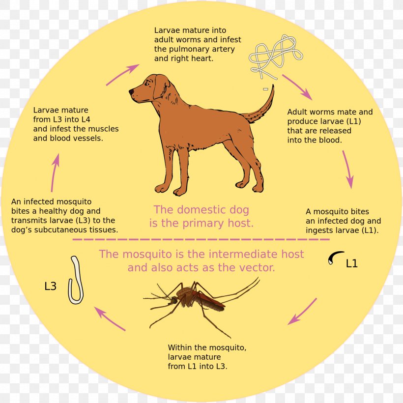 Dog Heartworm Mosquito Biological Life Cycle, PNG, 1505x1505px, Dog, Biological Life Cycle, Carnivoran, Dirofilariasis, Disease Download Free