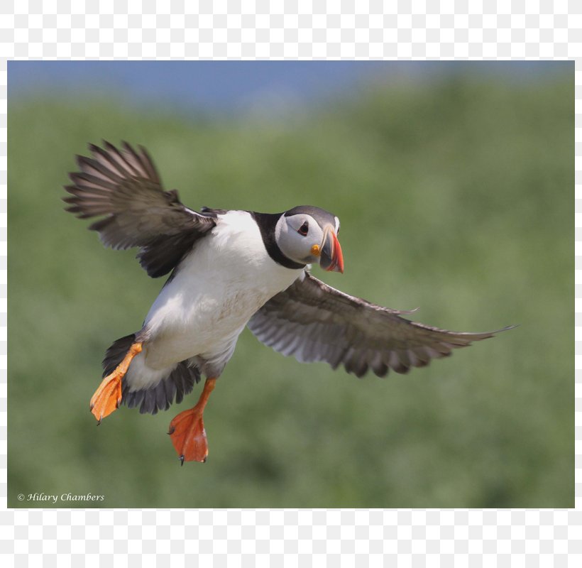 Puffin Beak Fauna Wader Falcon, PNG, 800x800px, Puffin, Beak, Bird, Charadriiformes, Falcon Download Free