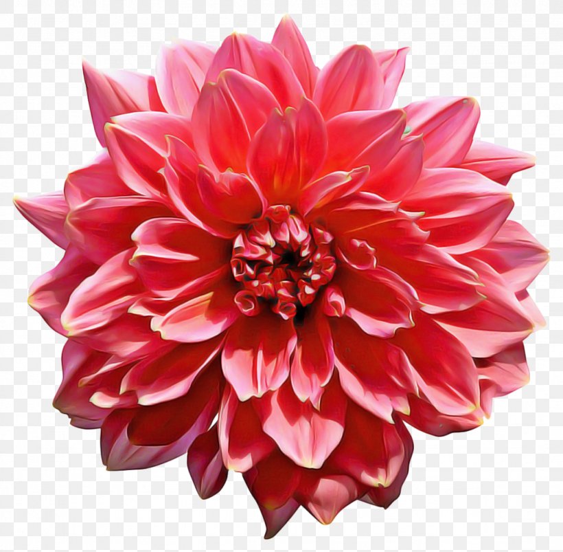 Red Watercolor Flowers, PNG, 1024x1004px, Watercolor Painting, Artificial Flower, Cut Flowers, Dahlia, Dahlia Pinnata Download Free