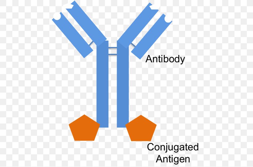 Antibody Epitope Fragment Antigen-binding B Cell, PNG, 487x541px, Antibody, Antigen, Area, B Cell, Bcell Receptor Download Free
