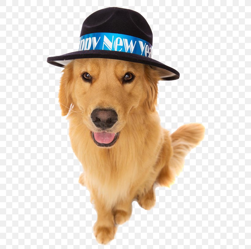 Golden Retriever Puppy New Year's Eve, PNG, 558x813px, Golden Retriever, Carnivoran, Christmas, Companion Dog, Dog Download Free