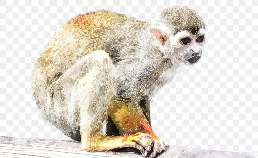 New World Monkey Snout Marmoset Wildlife Old World Monkey, PNG, 1142x700px, New World Monkey, Marmoset, Old World Monkey, Slow Loris, Snout Download Free
