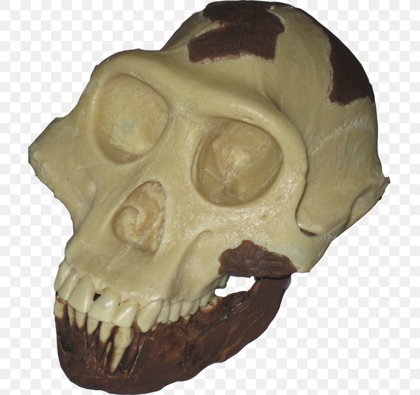 Paleontology Homo Sapiens Ardipithecus Kadabba Upright Man Paleontología Humana, PNG, 709x771px, Paleontology, Ardipithecus, Ardipithecus Kadabba, Bipedalism, Bone Download Free