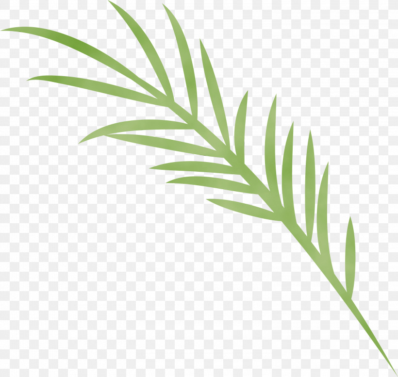 Palm Trees, PNG, 3000x2846px, Spanish Food, Biology, Branch, Grasses, Herbal Medicine Download Free