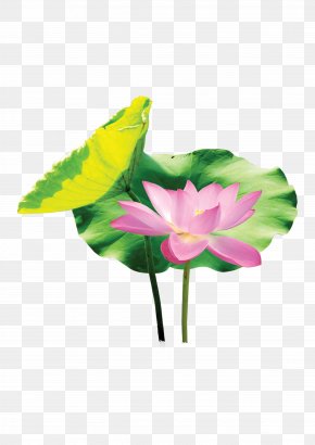 Lotus Lotus Leaf - China Poster Advertising Clip Art PNG
