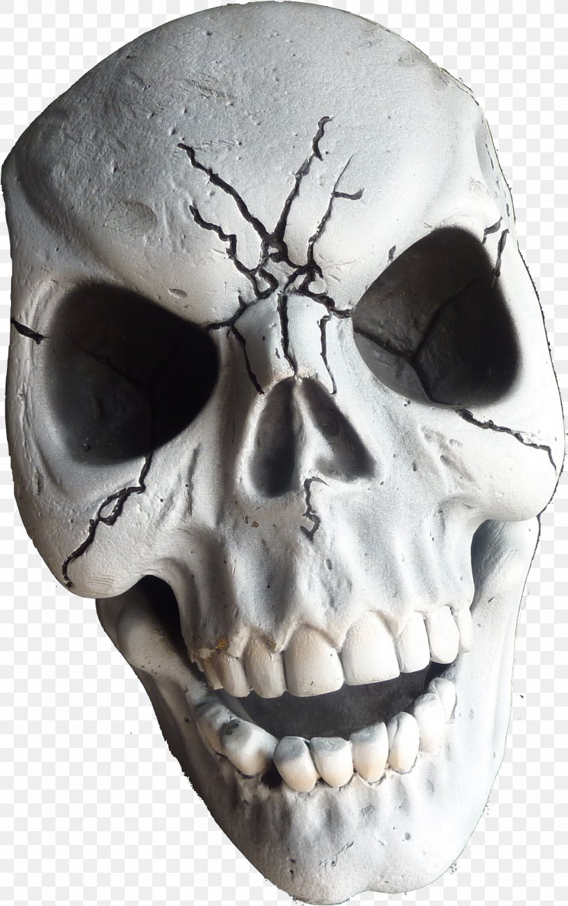 Human Skull Drawing, PNG, 1548x2471px, Skull, Anthropology, Bone, Chin, Drawing Download Free