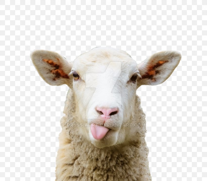 Sheep–goat Chimera Grazing Pasture, PNG, 900x785px, Sheep, Animal, Bluetongue Disease, Cattle, Cattle Like Mammal Download Free
