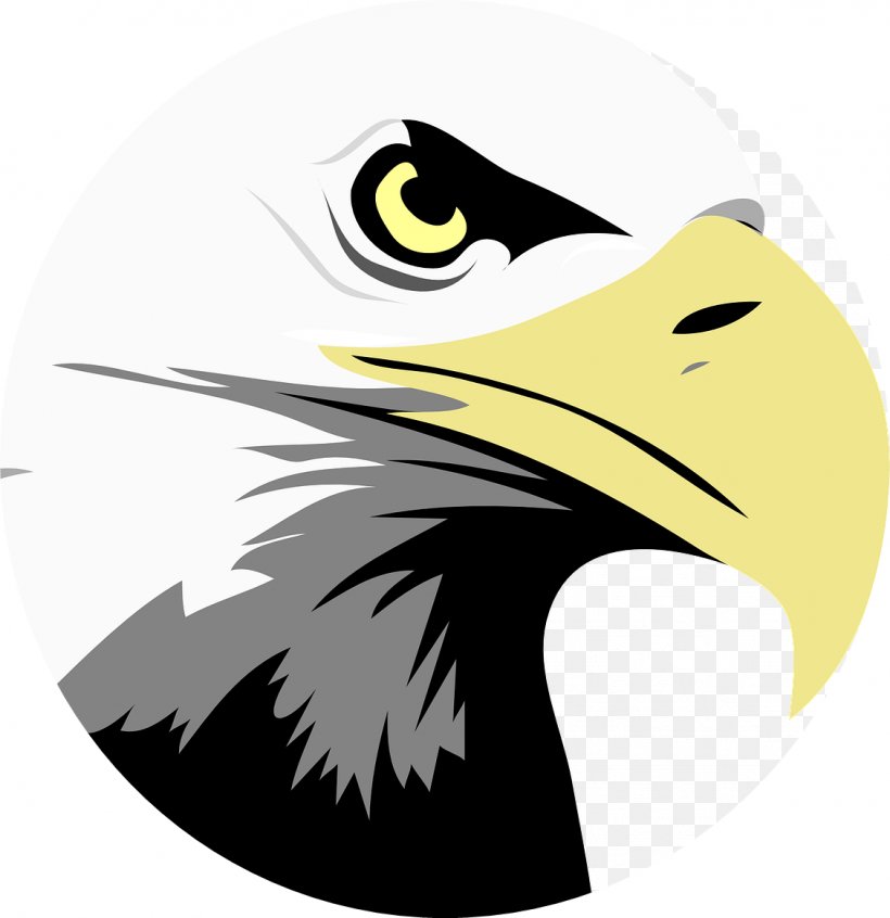 Bald Eagle Bird Clip Art, PNG, 1128x1165px, Bald Eagle, Accipitriformes, Beak, Bird, Bird Of Prey Download Free