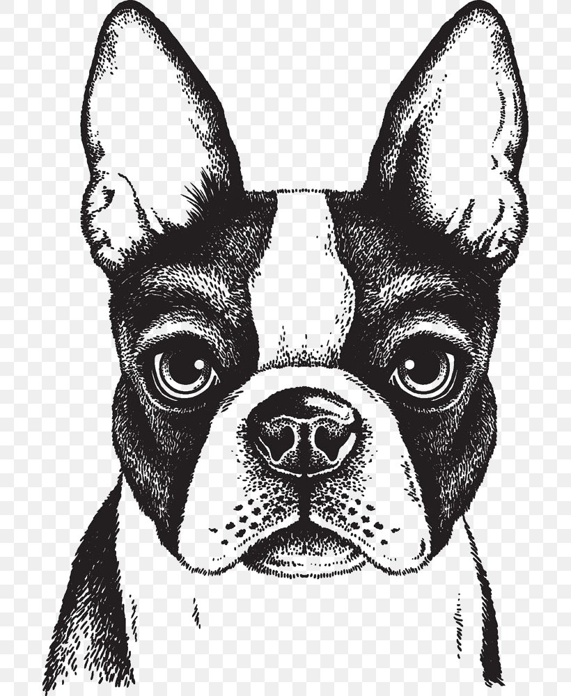 Boston Terrier French Bulldog Puppy, PNG, 698x1000px, Boston Terrier, Black And White, Carnivoran, Dog, Dog Breed Download Free
