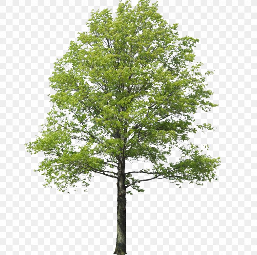 Populus Nigra Tree Rendering Landscape, PNG, 832x825px, Populus Nigra, Architecture, Branch, Cottonwood, Deciduous Download Free