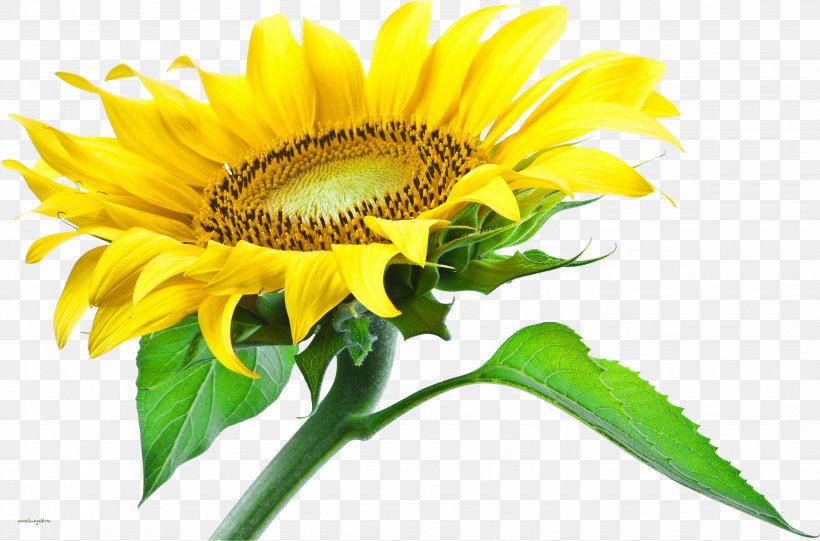 Common Sunflower Clip Art Desktop Wallpaper, PNG, 2662x1758px, Common Sunflower, Asterales, Daisy Family, Display Resolution, Drawing Download Free
