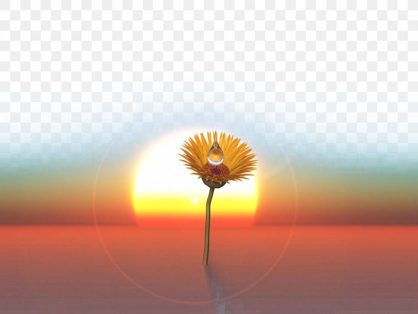 Transvaal Daisy Energy Sunlight Sky Wallpaper, PNG, 1100x825px, Transvaal Daisy, Calm, Close Up, Closeup, Computer Download Free