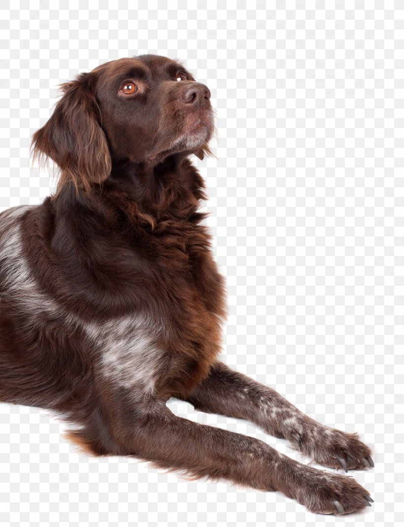 Boykin Spaniel Flat-Coated Retriever Puppy Rare Breed (dog) Dog Breed, PNG, 1094x1428px, Boykin Spaniel, Animal, Canidae, Carnivoran, Companion Dog Download Free