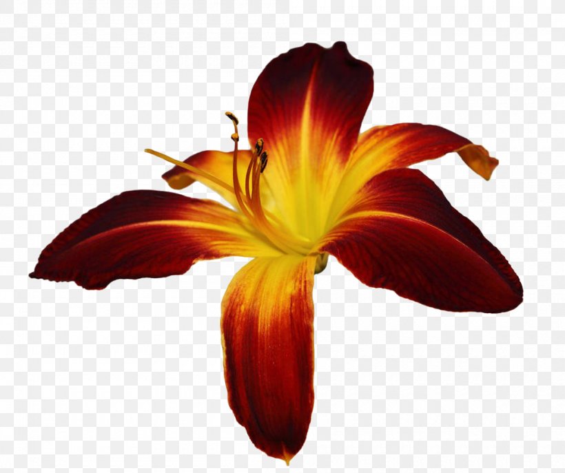 Hemerocallis Fulva Stock Photography Lilium Flower, PNG, 1000x838px, Hemerocallis Fulva, Cut Flowers, Daylily, Flower, Flowering Plant Download Free