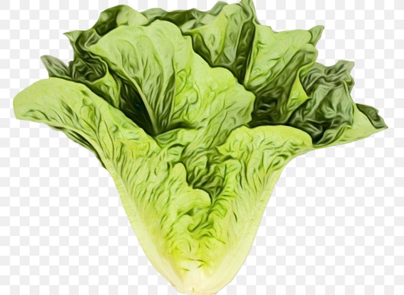 House Cartoon, PNG, 800x600px, Lettuce, Cabbage, Celtuce, Chard, Chinese Cabbage Download Free