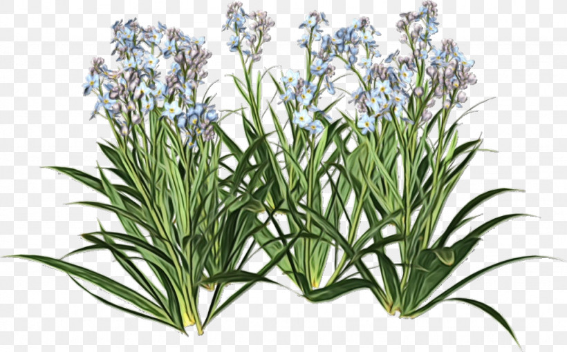 Rosemary, PNG, 1024x637px, Watercolor, Flower, Grass, Herb, Houseplant Download Free
