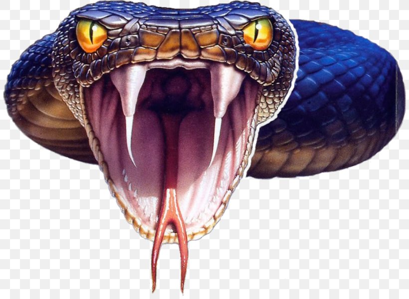 Snakes Eastern Green Mamba Black Mamba Reptile Vipers, PNG, 808x600px, Snakes, Black Mamba, Eastern Green Mamba, King Cobra, Mambas Download Free