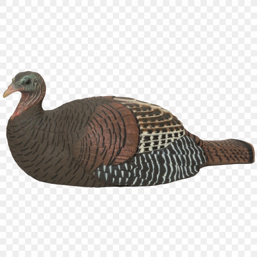 Chicken Turkey Decoy Duck Hen, PNG, 2000x2000px, Chicken, Avian Influenza, Beak, Bird, Bird Ringing Download Free