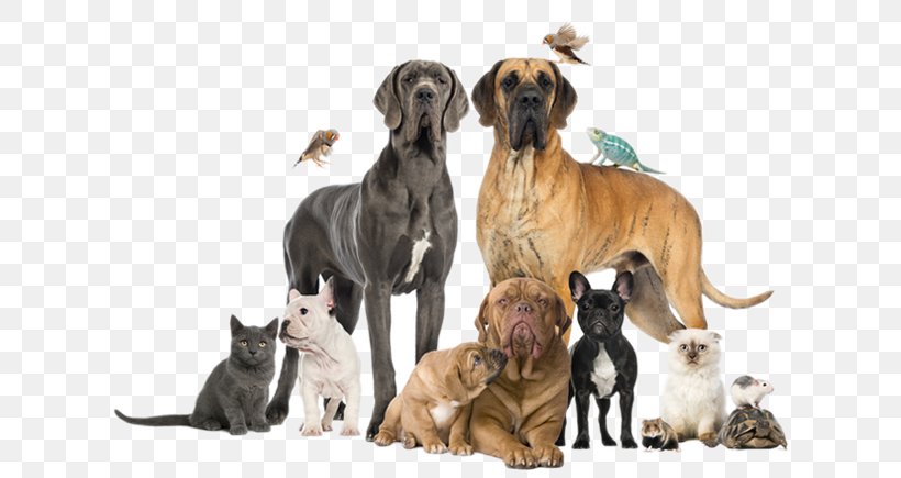 Dog Pet Sitting Veterinarian Clinique Vétérinaire, PNG, 621x435px, Dog, Animal, Animalassisted Therapy, Cat, Dog Breed Download Free