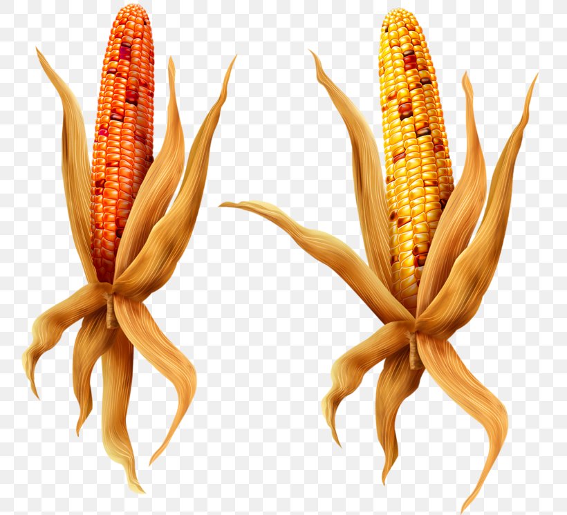 Maize Animation Broom-corn, PNG, 800x745px, Maize, Animation, Broomcorn, Color, Commodity Download Free