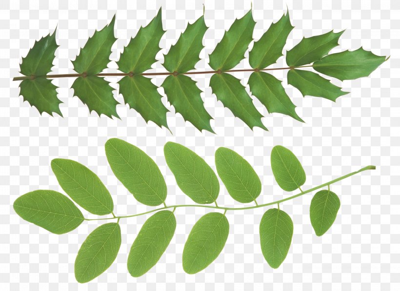 Branch Leaf Plant Stem Clip Art, PNG, 3095x2255px, Branch, Autumn, Green, Herbalism, Leaf Download Free
