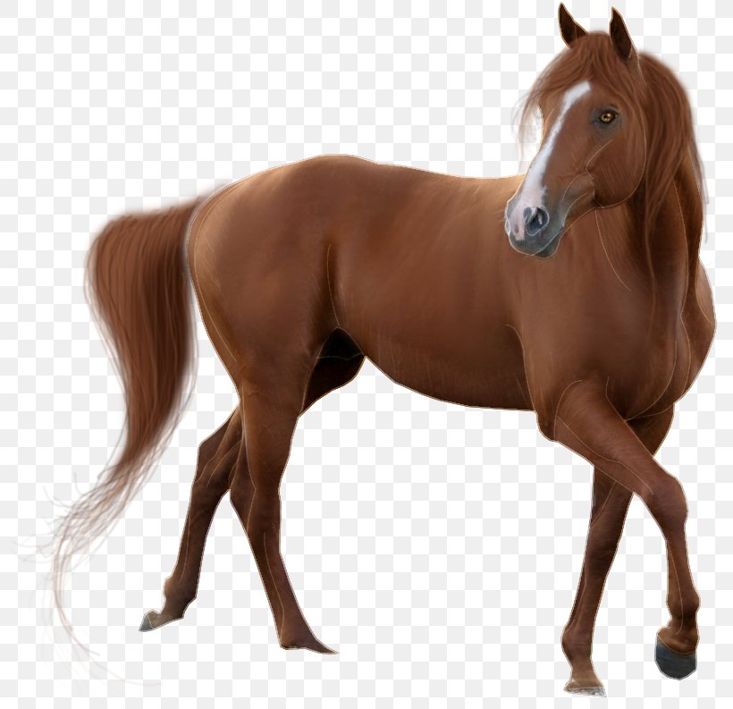Clip Art Mustang American Quarter Horse Transparency, PNG, 802x793px, Mustang, American Quarter Horse, Animal Figure, Brown, Collection Download Free