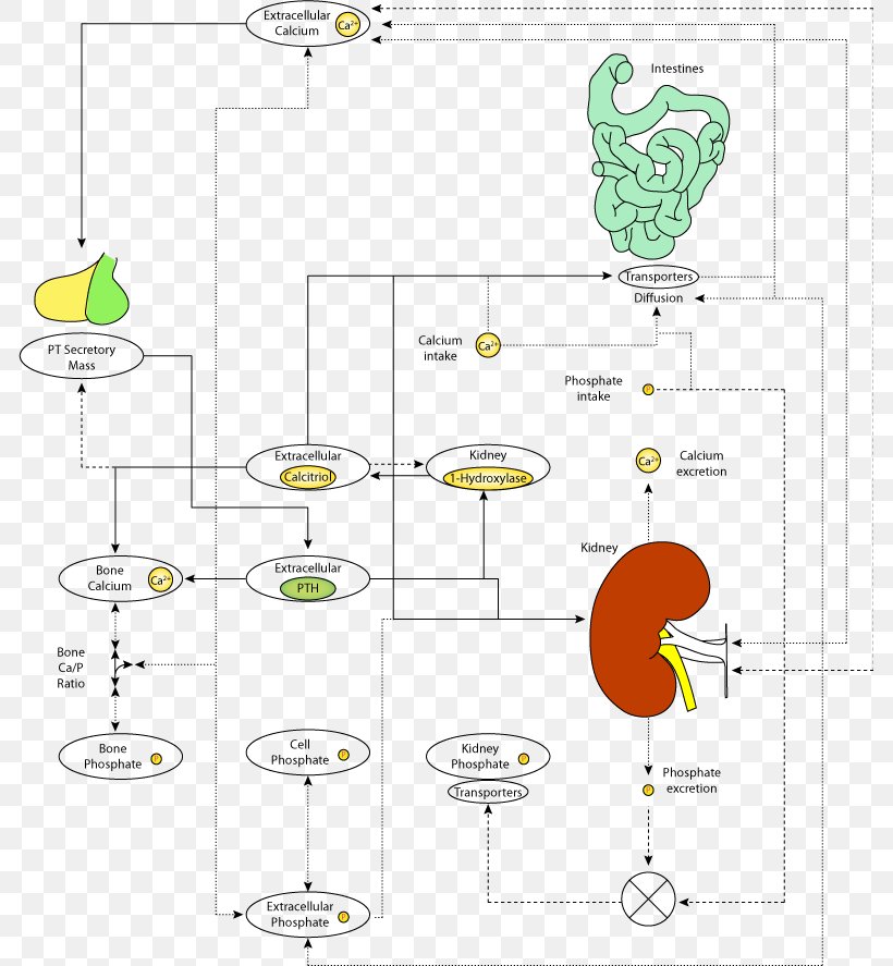 Diagram Calcium Metabolism Parathyroid Hormone Homeostasis, PNG, 785x887px, Diagram, Area, Calcium, Calcium Channel, Calcium Metabolism Download Free