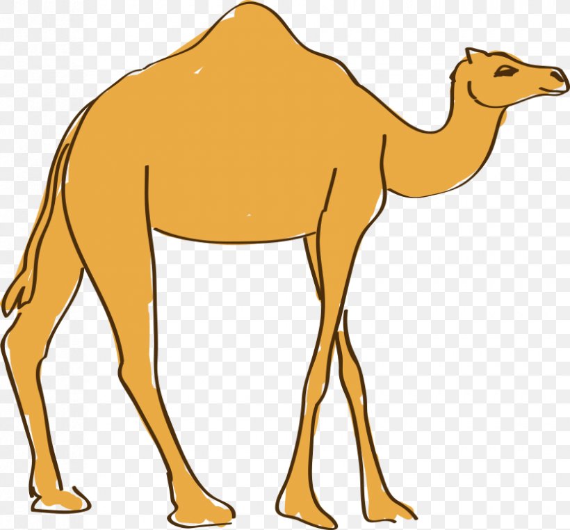Dromedary Drawing Animation, PNG, 840x781px, Dromedary, Animation, Arabian Camel, Camel, Camel Like Mammal Download Free