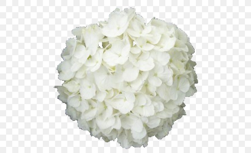French Hydrangea Cut Flowers White Plant, PNG, 500x500px, French Hydrangea, Blue, Color, Cornales, Cut Flowers Download Free