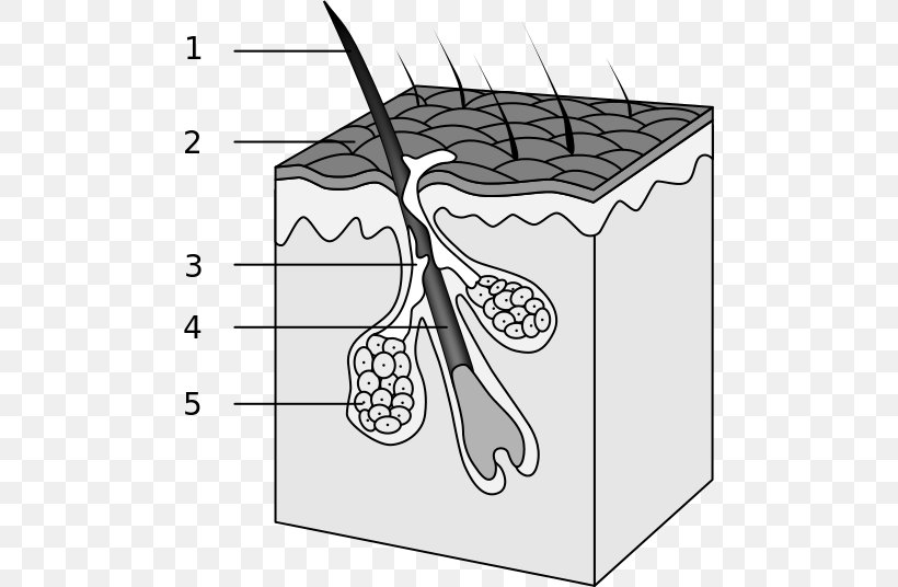 Hair Follicle Sebaceous Gland Skin, PNG, 490x536px, Hair Follicle, Artwork, Black, Black And White, Cartoon Download Free