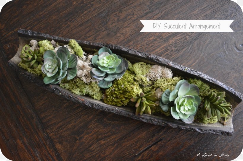 Succulent Plant Do It Yourself Boat Crate & Barrel, PNG, 1600x1064px, Succulent Plant, Boat, Crate Barrel, Do It Yourself, Flowerpot Download Free