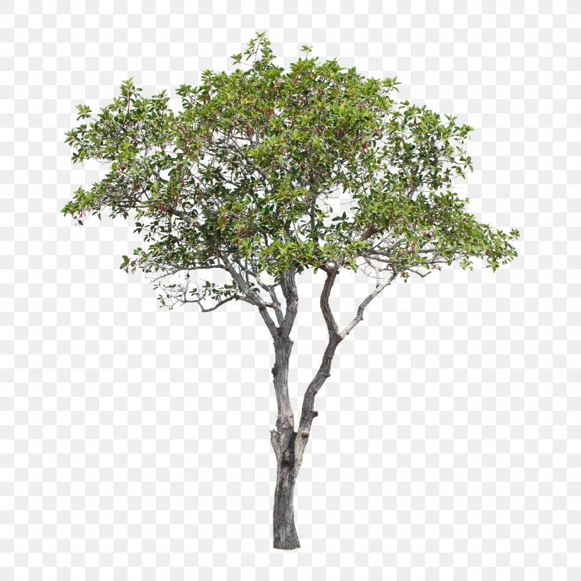 Clip Art Tree Image Photograph, PNG, 1280x1280px, Tree, Bonsai, Branch, Flower, Flowering Plant Download Free
