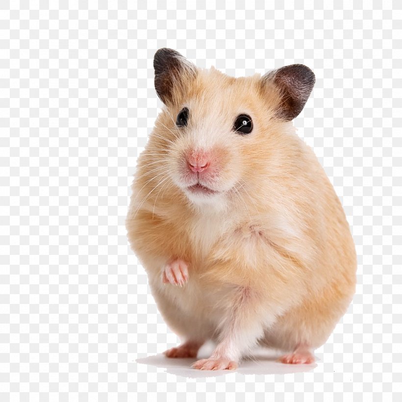 Golden Hamster Gerbil Guinea Pig Cage, PNG, 1370x1370px, Hamster, Cage, Fauna, Gerbil, Golden Hamster Download Free