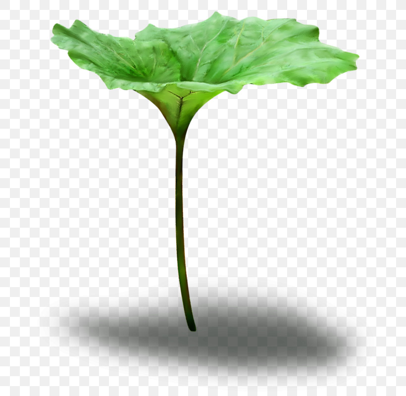 Leaf Green Plant Flower Plant Stem, PNG, 800x800px, Leaf, Annual Plant, Flower, Green, Herb Download Free