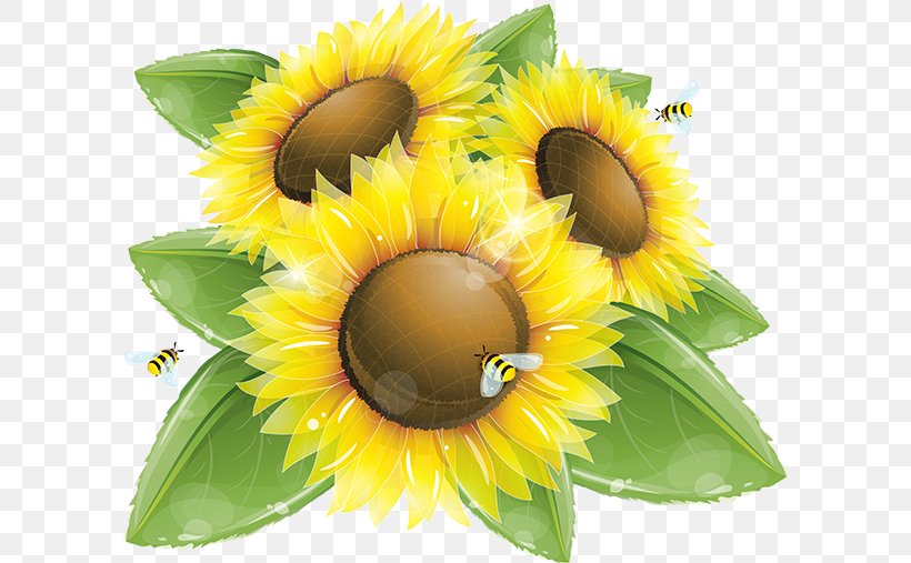 Common Sunflower Vector Graphics Clip Art Illustration Image, PNG, 600x507px, Common Sunflower, Cut Flowers, Daisy Family, Flower, Flowering Plant Download Free