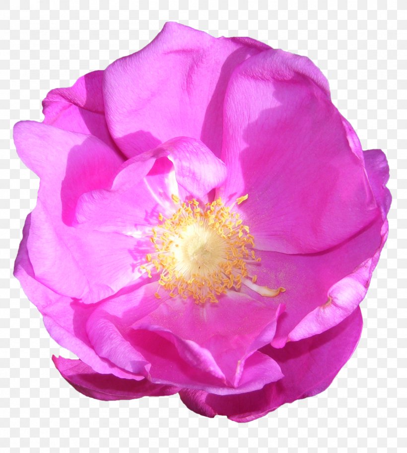 Garden Roses Cabbage Rose French Rose Floribunda Pink, PNG, 1152x1280px, Garden Roses, Cabbage Rose, Cut Flowers, Drawing, Floribunda Download Free